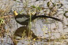 Jacana  longue queue (Hydrophasianus chirurgus) - Sri Lanka