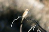 Red-backed Shrike (Lanius collurio) - Crete