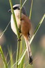 Long-tailed Shrike (Lanius schach) - India