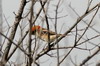 Woodchat Shrike (Lanius senator) - France