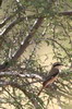 Isabelline Shrike (Lanius isabellinus) - Ethiopia