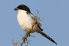 Somali Fiscal (Lanius somalicus) - Ethiopia