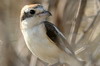 Woodchat Shrike (Lanius senator) - Ethiopia