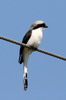 Pie-griche  dos gris (Lanius excubitoroides) - Ethiopie