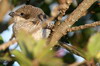 Common Fiscal (Lanius collaris) - Ethiopia