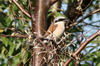 Pie-griche corcheur (Lanius collurio) - Roumanie