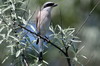 Red-backed Shrike (Lanius collurio) - Romania