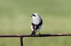 Lesser Grey Shrike (Lanius minor) - Romania
