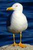 Go�land leucoph�e (Larus michahellis) - France