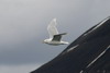 Glaucous Gull (Larus hyperboreus) - Spitzberg