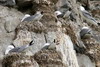 Mouette tridactyle (Rissa tridactyla) - Spitzberg