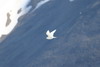 Mouette blanche (Pagophila eburnea) - Spitzberg