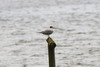 Lesser Crested Tern (Thalasseus bengalensis) - Madagascar