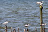 Greater Crested Tern (Thalasseus bergii) - Madagascar