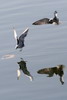 Whiskered Tern (Chlidonias hybrida) - Egypt