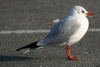 Mouette rieuse (Chroicocephalus ridibundus) - France