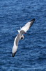 Mouette � queue fourchue (Creagrus furcatus) - Iles Galapagos