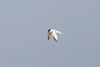 Little Tern (Sternula albifrons) - France