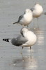 Go�land cendr� (Larus canus) - France