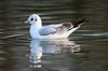 Black-headed Gull (Chroicocephalus ridibundus) - France