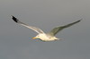 Goland hudsonien (Larus smithsonianus) - Cuba