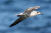 Mouette atricille (Leucophaeus atricilla) - Cuba