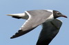 Laughing Gull (Leucophaeus atricilla) - Cuba