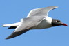 Laughing Gull (Leucophaeus atricilla) - Cuba