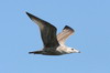 Goland hudsonien (Larus smithsonianus) - Cuba