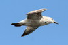 Arctic Herring Gull (Larus smithsonianus) - Cuba