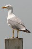 Goland leucophe (Larus michahellis) - France