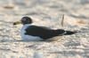 Goland simon (Larus belcheri) - Prou