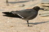 Grey Gull (Larus modestus) - Peru