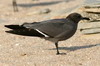 Goland gris (Larus modestus) - Prou