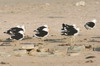 Goland dominicain (Larus dominicanus) - Prou