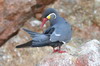 Inca Tern (Larosterna inca) - Peru