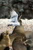 Belcher's Gull (Larus belcheri) - Peru