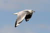 Andean Gull (Chroicocephalus serranus) - Peru