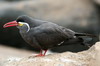 Inca Tern (Larosterna inca) - Peru