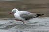 Mouette  tte grise (Chroicocephalus cirrocephalus) - Prou