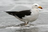 Goland simon (Larus belcheri) - Prou