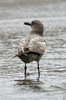 Go�land gris (Larus modestus) - P�rou