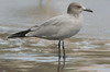 Grey Gull (Larus modestus) - Peru