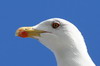 Yellow-legged Gull (Larus michahellis) - Madeira