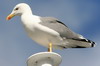 Yellow-legged Gull (Larus michahellis) - Madeira