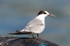 Sterne pierregarin (Sterna hirundo) - Madre