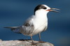 Sterne pierregarin (Sterna hirundo) - Madre