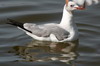 Grey-headed Gull (Chroicocephalus cirrocephalus) - Ethiopia