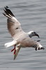 Mouette � t�te grise (Chroicocephalus cirrocephalus) - Ethiopie