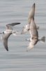 Guifette leucoptre (Chlidonias leucopterus) - Ethiopie